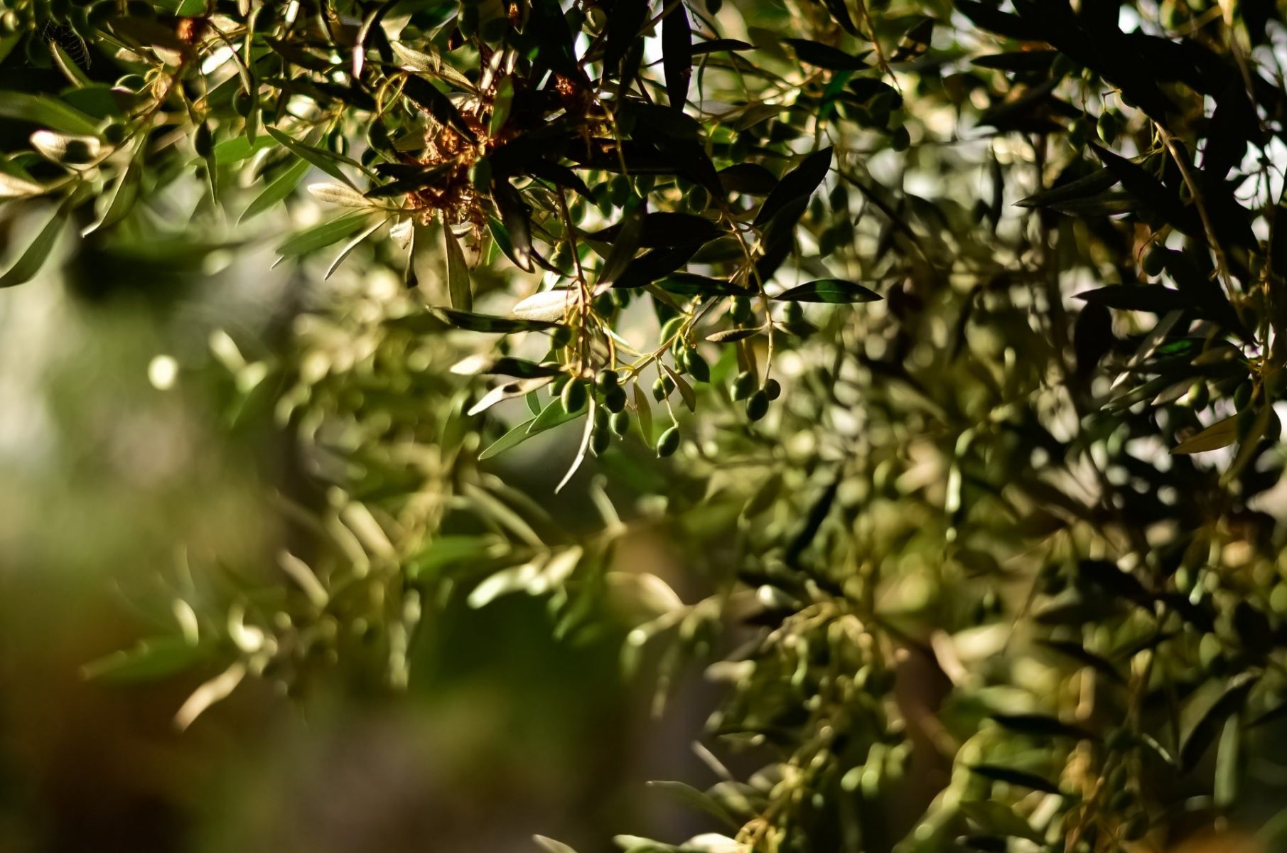 Olivenbaum grün