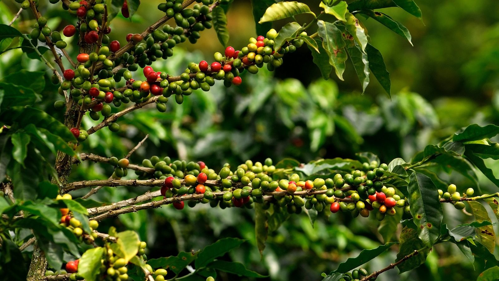 Kaffeepflanze mit Früchten rot und grün