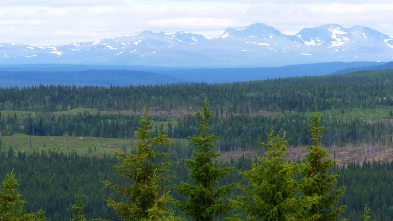 Landschaft Nadelwald mit Berge im Hintergrund